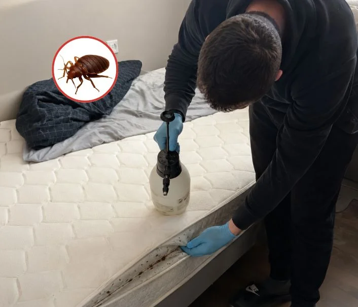 Technicien traitant un matelas contre les punaises de lit à Brignancourt